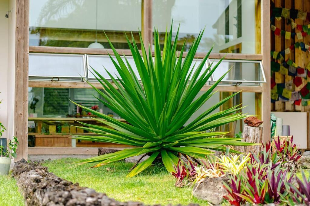 Jungle Haven Ocean Front Eco Villa On Fruit Farm 파호아 외부 사진
