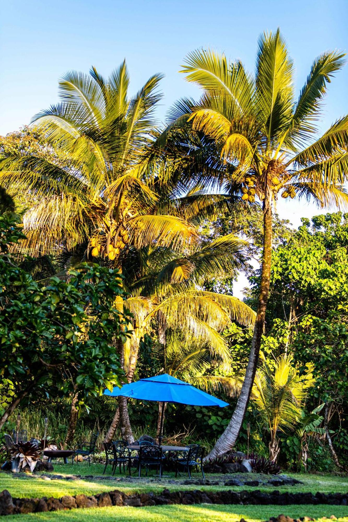 Jungle Haven Ocean Front Eco Villa On Fruit Farm 파호아 외부 사진